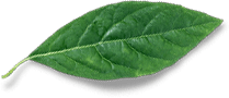Famous Tea Gold